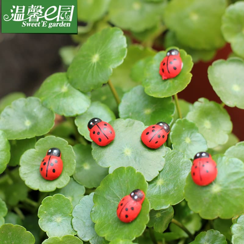 Micro -landscape ornament accessories, succulent ornament jewelry, wooden crafts, beetle, seven -star ladybugs and ladybugs 2