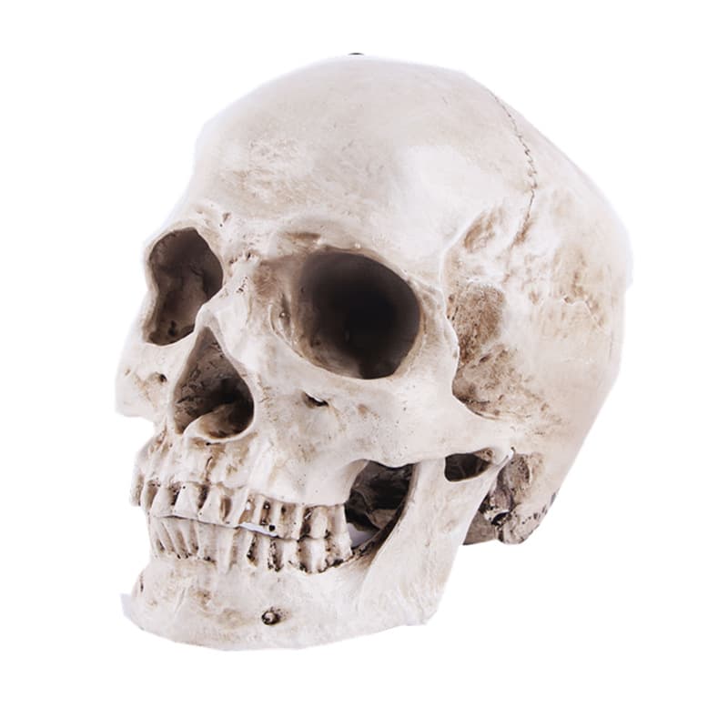 Resin decor, mannequin head, skull, training, halloween, festival props, graduation party