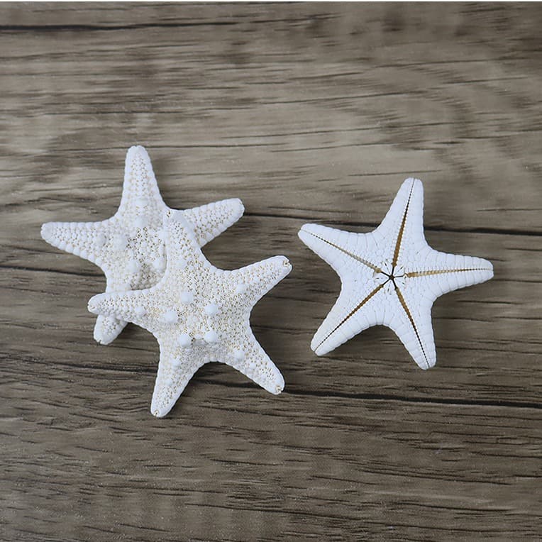 Natural Conch shell steamed buns Five -finger Overlord Sea Star Mediterranean Terrace Decoration Patch Wall Launch Favorites Wholesale 3