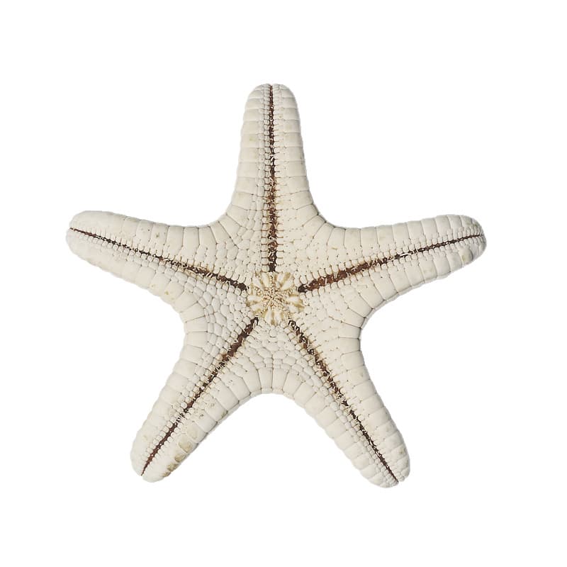 Natural Conch shell steamed buns Five -finger Overlord Sea Star Mediterranean Terrace Decoration Patch Wall Launch Favorites Wholesale 5