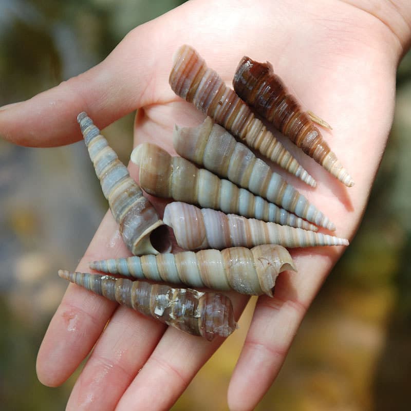 Home Decoration Decrease Promotion Natural Conch shell Special off -quality Aquarium decorative fish tank bottom decoration cone screw 4