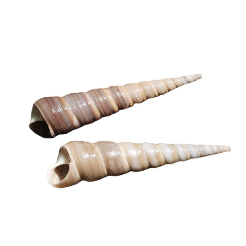 Home Decoration Decrease Promotion Natural Conch shell Special off -quality Aquarium decorative fish tank bottom decoration cone screw 5