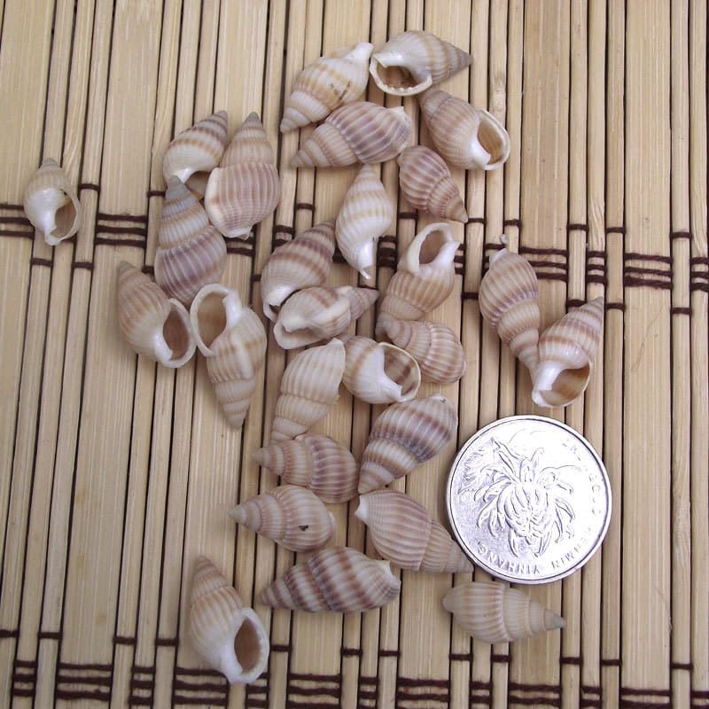 Light striped snail, small yellow rice snail, home decoration, natural conch shell quality aquarium decoration, ornament collection 4