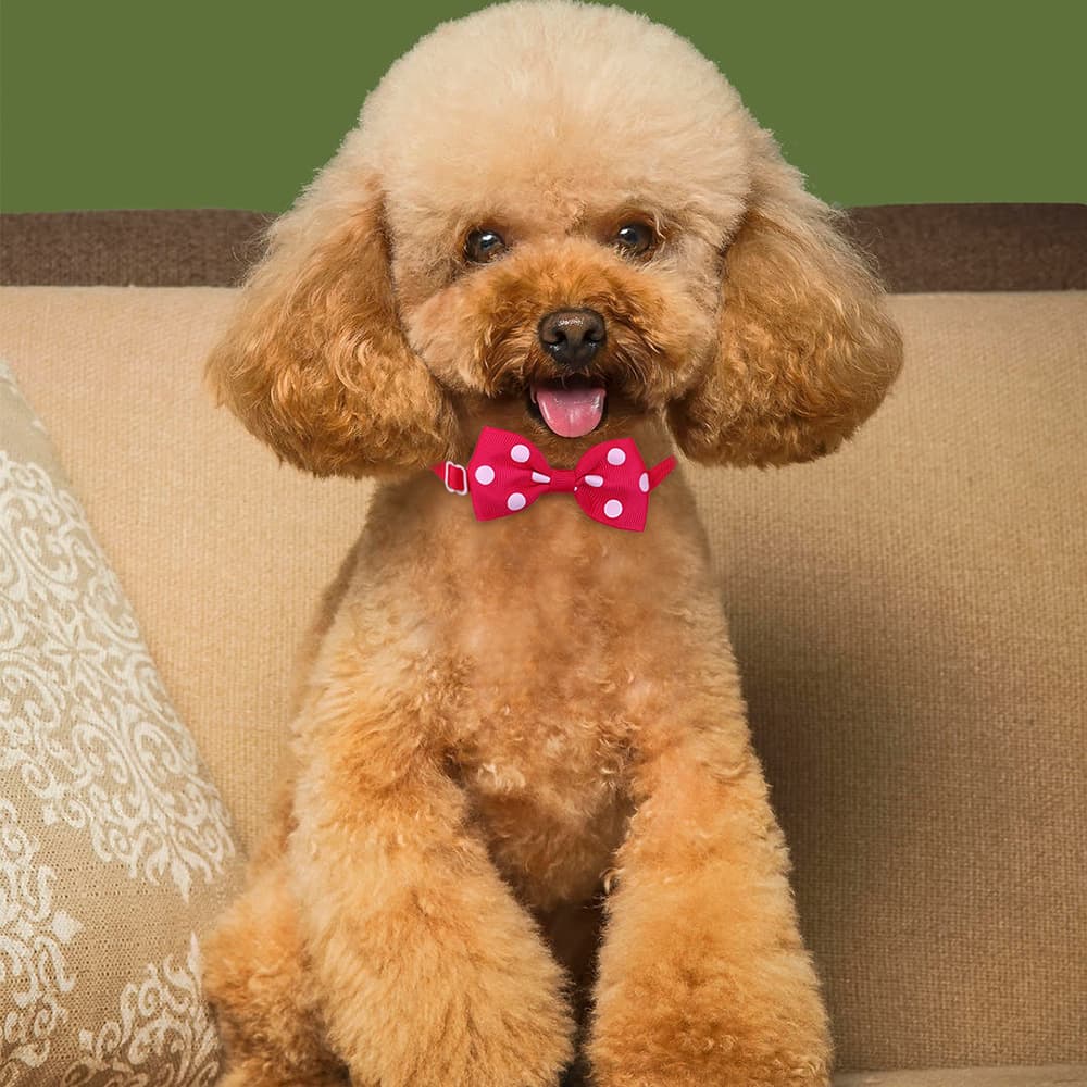 Bow tie, universal fashionable choker 2