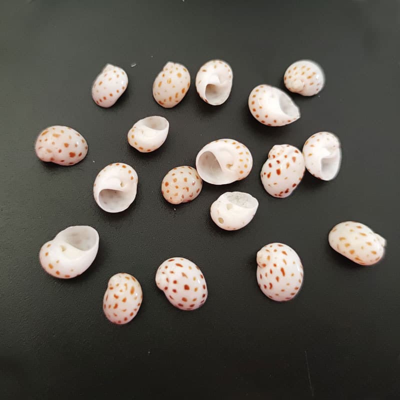 Small flower spot snails, hermit crab shells, handmade DIY specimens, various works of art, good collection of conchs 2