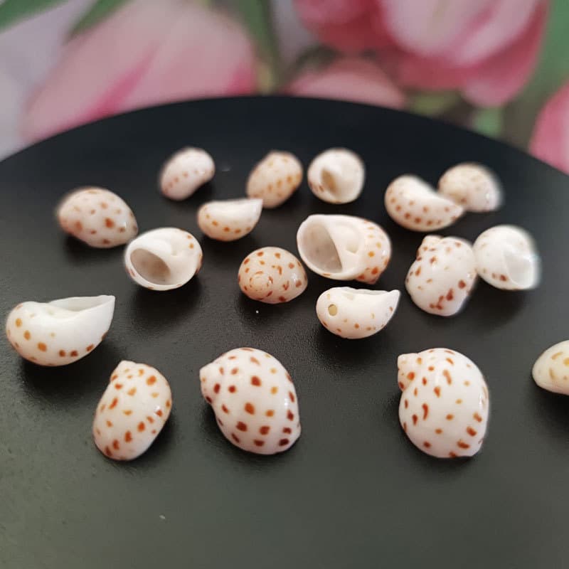 Small flower spot snails, hermit crab shells, handmade DIY specimens, various works of art, good collection of conchs 3