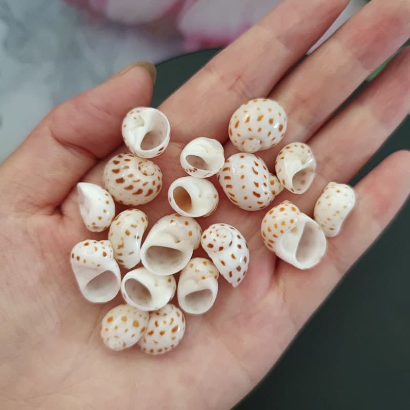 Small flower spot snails, hermit crab shells, handmade DIY specimens, various works of art, good collection of conchs 4