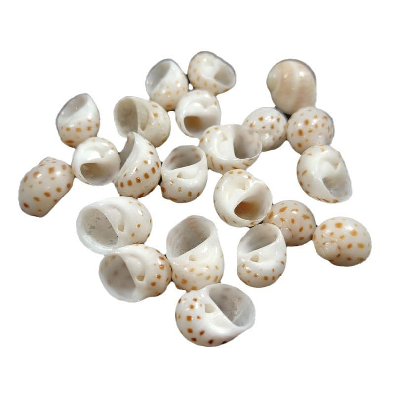 Small flower spot snails, hermit crab shells, handmade DIY specimens, various works of art, good collection of conchs 5