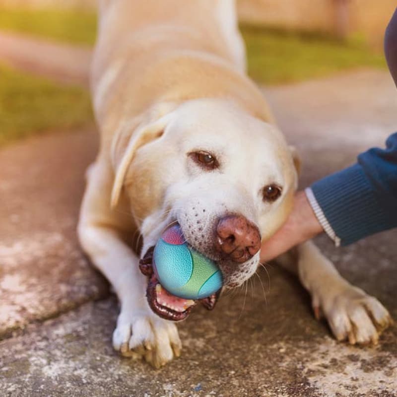 Toy, rubber bouncy ball for training, getting rid of boredom, pet 4