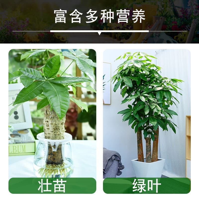 Wholesale plant nutrient solution universal flower green plant liquid fertilizer hydroponic leaf surface fat rich bamboo nutrition solution 2