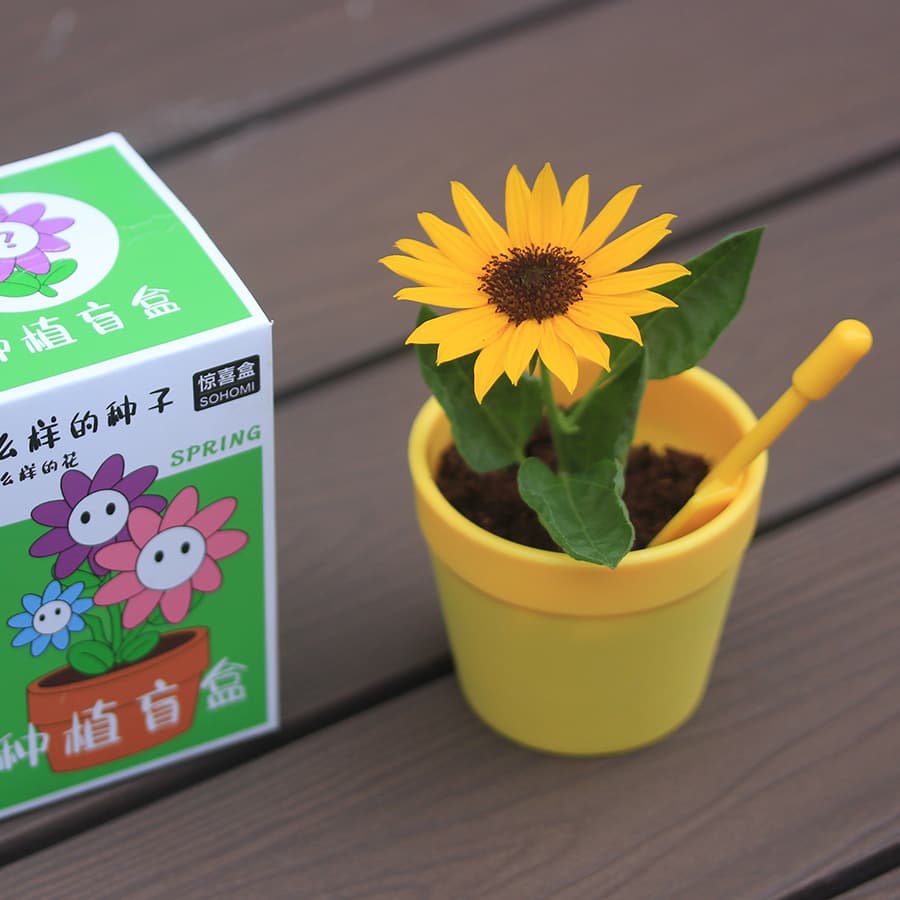 Creative plant blind box small potted children's graduation gift seed flower planting desktop mini plant potted plant 2