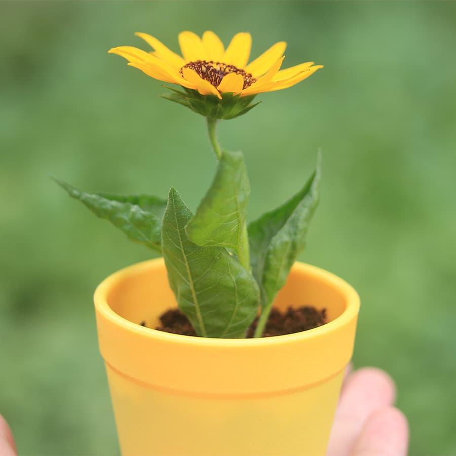 Creative plant blind box small potted children's graduation gift seed flower planting desktop mini plant potted plant 3