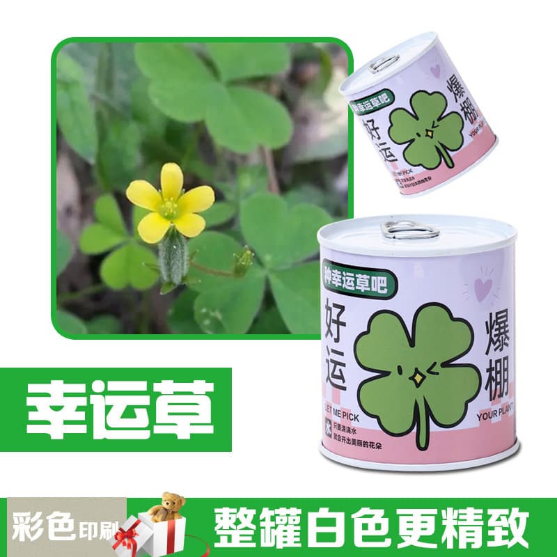 Children's Day gift canned plants blind box desktop small potted plants student flowers and green plants are good for feeding seeds potted plants 2