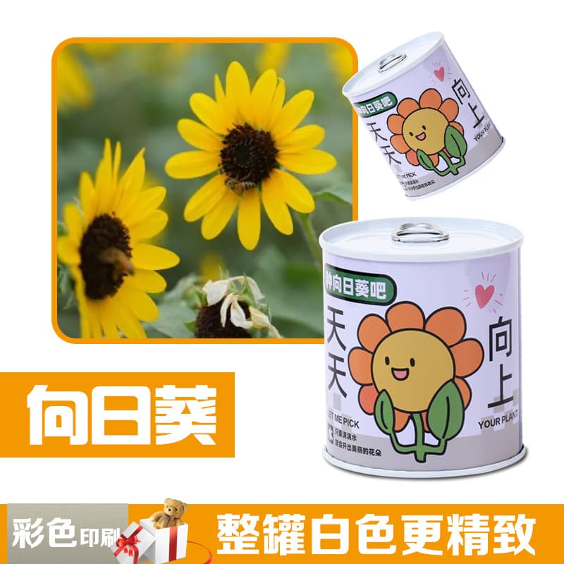 Children's Day gift canned plants blind box desktop small potted plants student flowers and green plants are good for feeding seeds potted plants 3