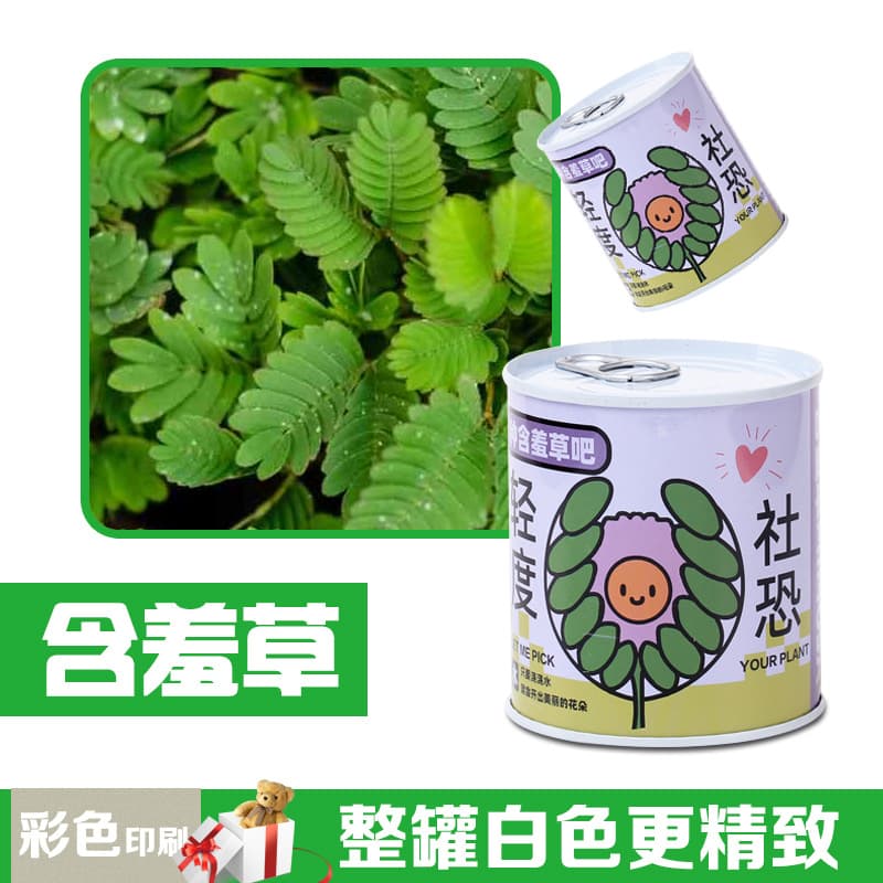 Children's Day gift canned plants blind box desktop small potted plants student flowers and green plants are good for feeding seeds potted plants 4