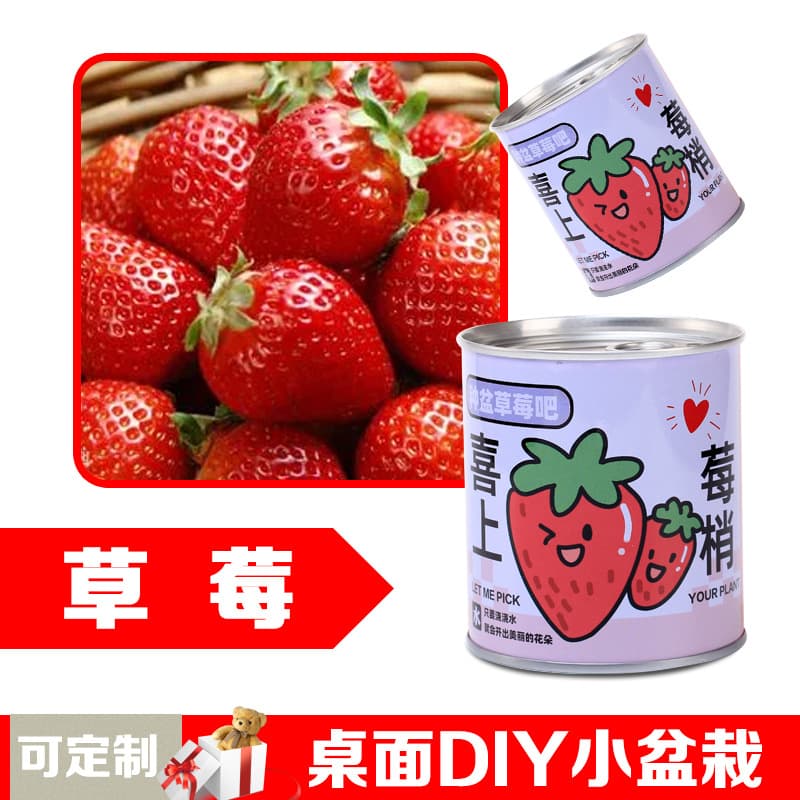 Children's flowers can potted plants desktop small green plants observation of plant growth of primary school students in kindergarten 2