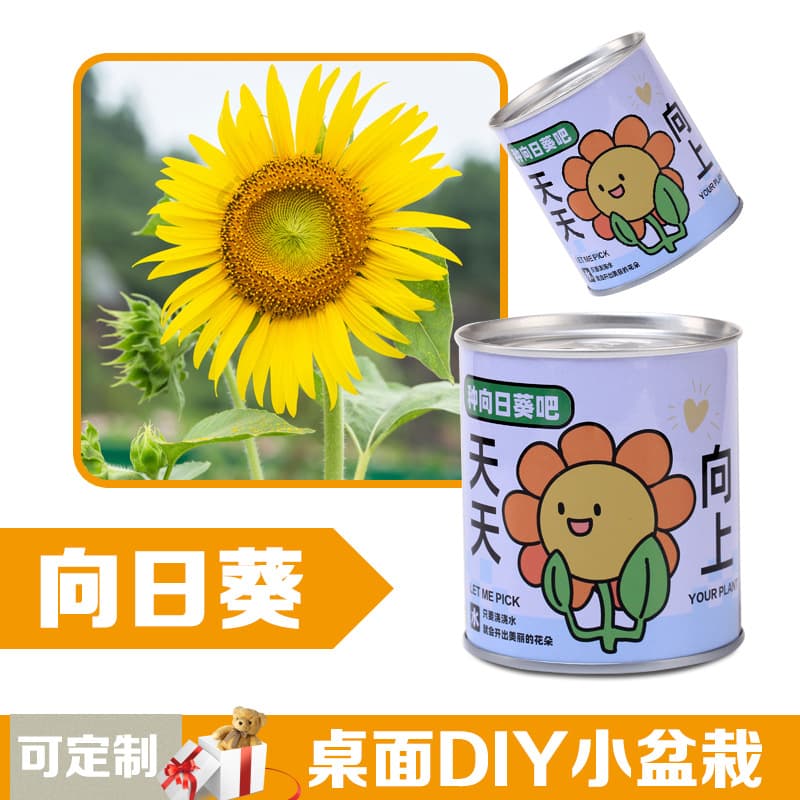 Children's flowers can potted plants desktop small green plants observation of plant growth of primary school students in kindergarten 3
