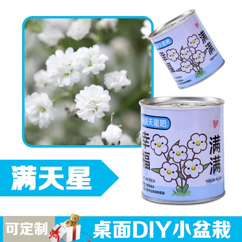 Children's flowers can potted plants desktop small green plants observation of plant growth of primary school students in kindergarten 4