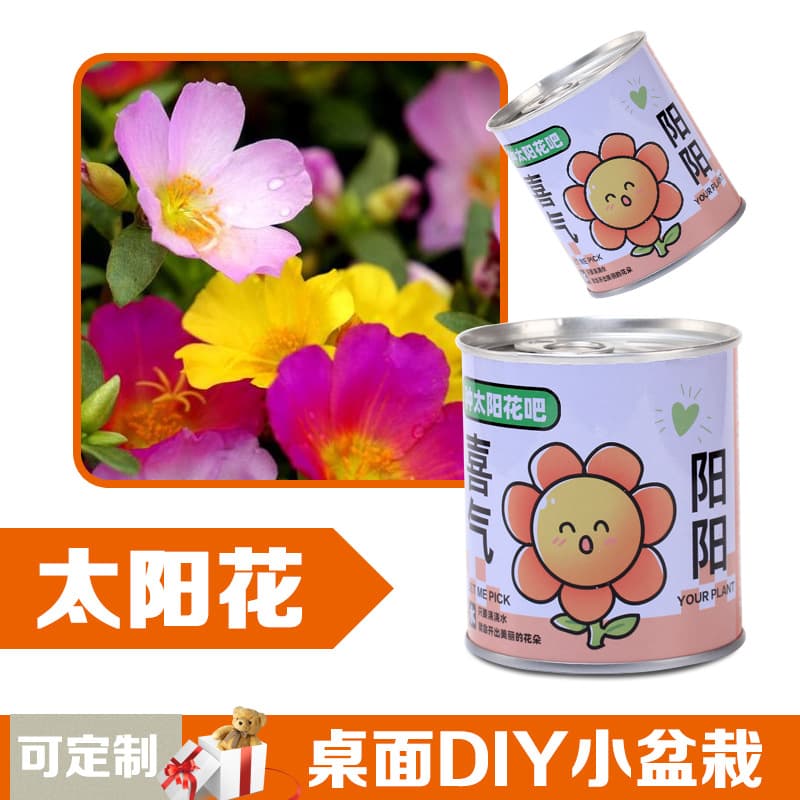 Children's flowers can potted plants desktop small green plants observation of plant growth of primary school students in kindergarten 6