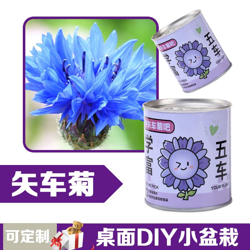 Children's flowers can potted plants desktop small green plants observation of plant growth of primary school students in kindergarten 8
