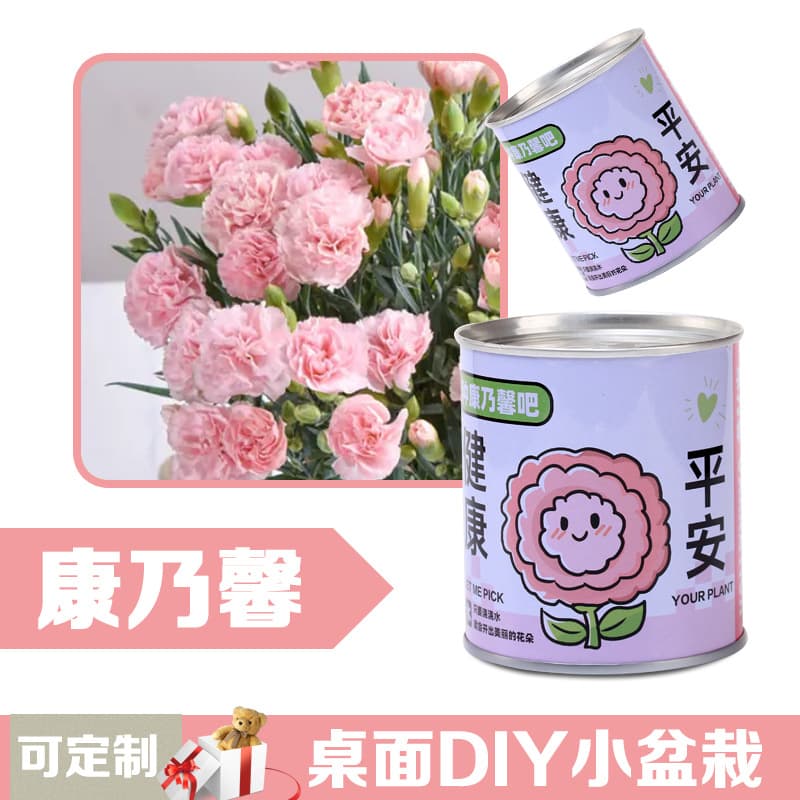 Children's flowers can potted plants desktop small green plants observation of plant growth of primary school students in kindergarten 9
