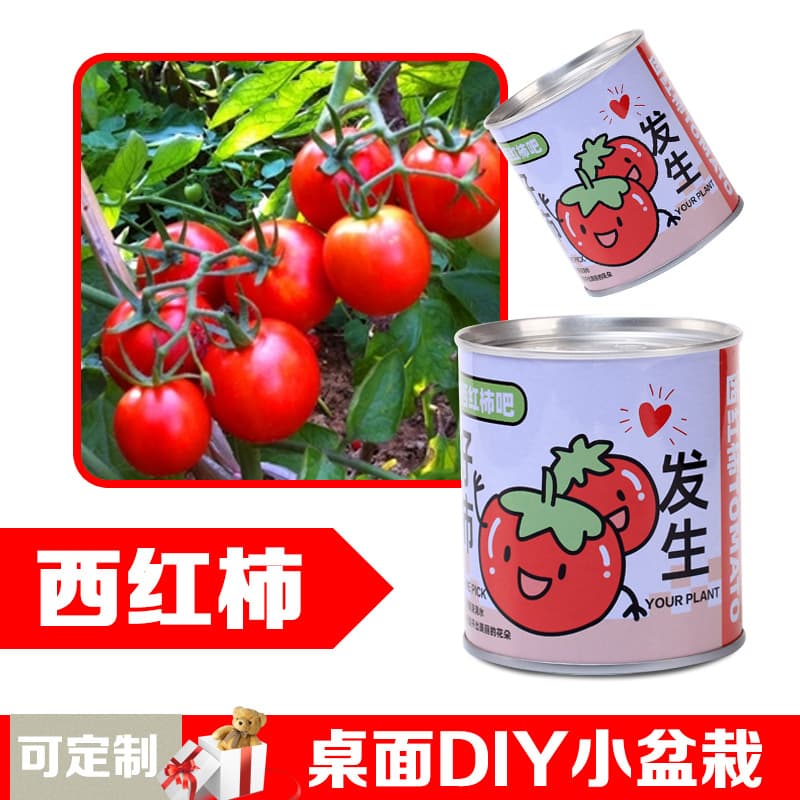 Children's flowers can potted plants desktop small green plants observation of plant growth of primary school students in kindergarten 10