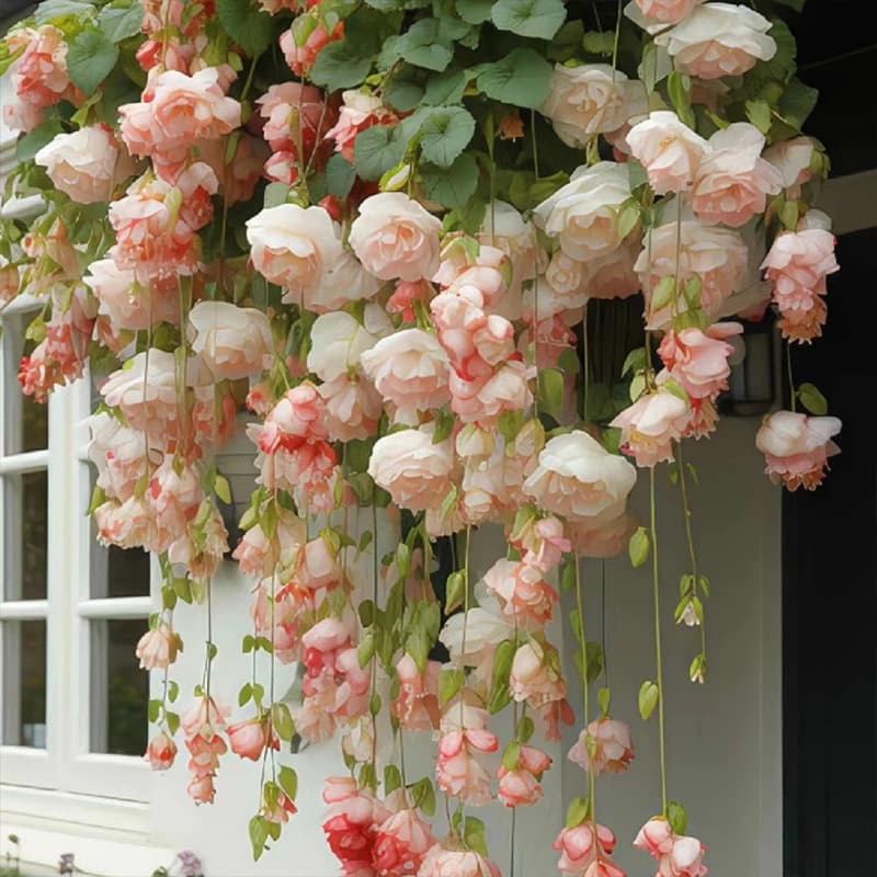 Whipped crabapple seeds easy to live all seasons to seed bloom indoor outdoor plants flowers vine plants 4