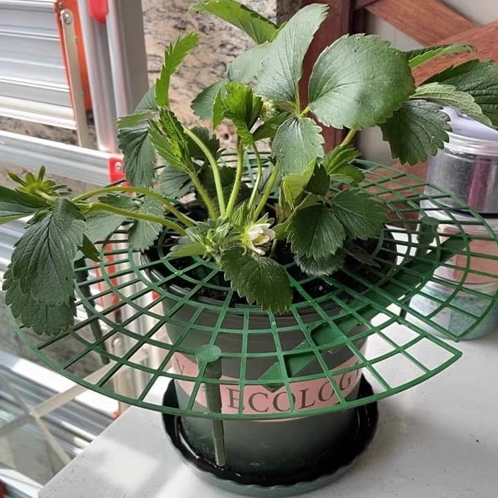 Family strawberry planting bracket bracket anti -corrosion rot and anti -falling simplicity support shelf frame art and flower tray standing artifact 3