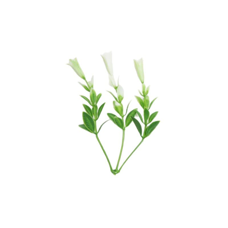 Megaphone, plastic realistic aquatic plants, artificial plants with accessories 5