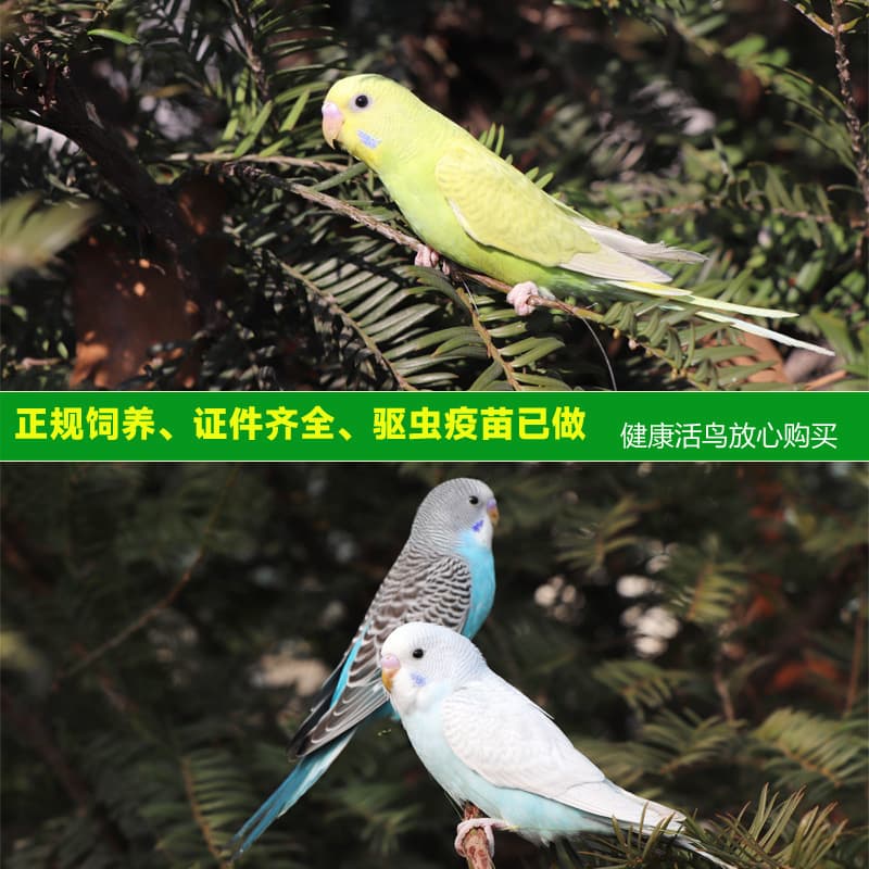 Parrot Living Bird Live Tiger Parrot Bird Living Birds Learn Bird Living Bird Pets Small and Small Parrot 3