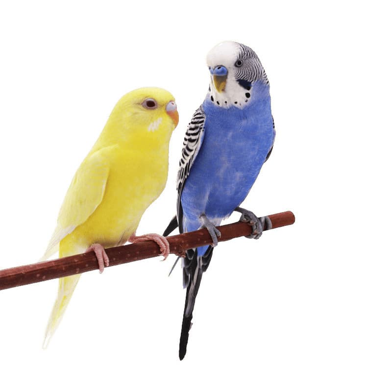 Parrot Living Bird Live Tiger Parrot Bird Living Birds Learn Bird Living Bird Pets Small and Small Parrot 5