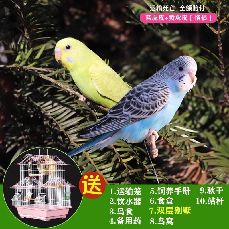 Parrot Living Bird Live Tiger Parrot Bird Living Birds Learn Bird Living Bird Pets Small and Small Parrot 6