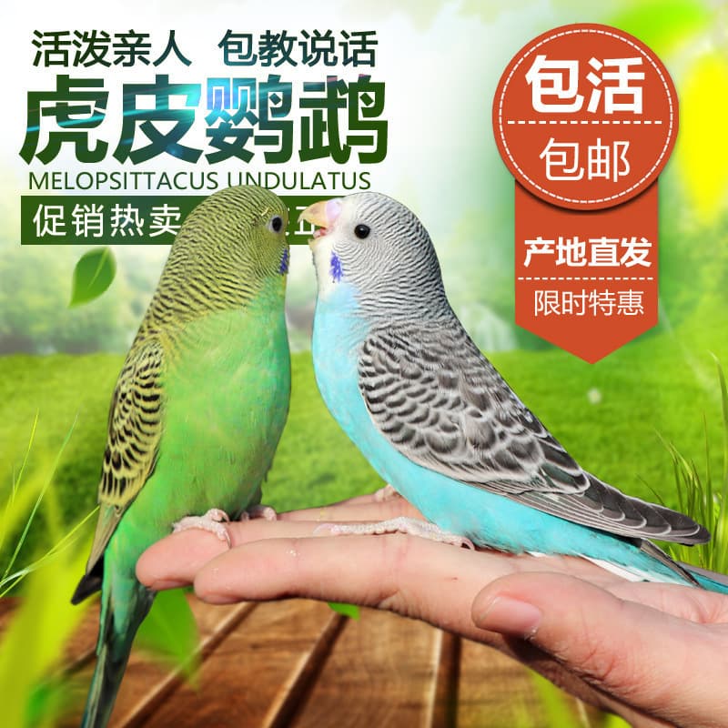 Parrot Living Bird Live Tiger Parrot Bird Living Birds Learn Bird Living Bird Pets Small and Small Parrot 7