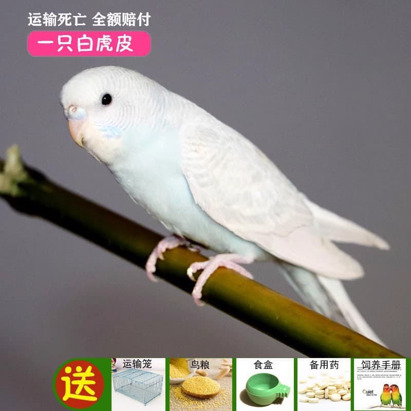 Parrot Living Bird Live Tiger Parrot Bird Living Birds Learn Bird Living Bird Pets Small and Small Parrot 8