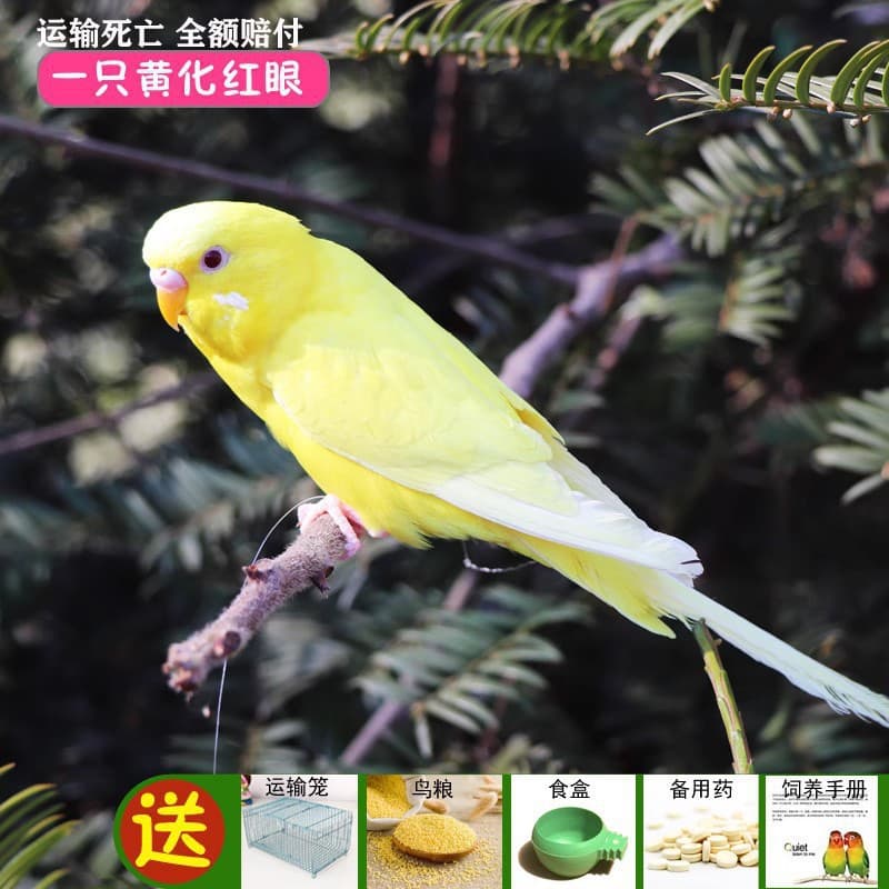 Parrot Living Bird Live Tiger Parrot Bird Living Birds Learn Bird Living Bird Pets Small and Small Parrot 9
