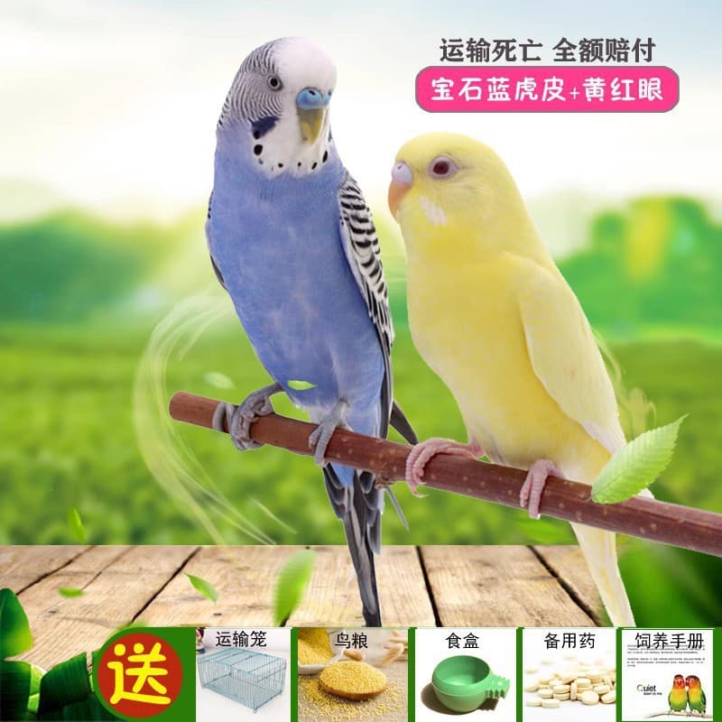 Parrot Living Bird Live Tiger Parrot Bird Living Birds Learn Bird Living Bird Pets Small and Small Parrot 10