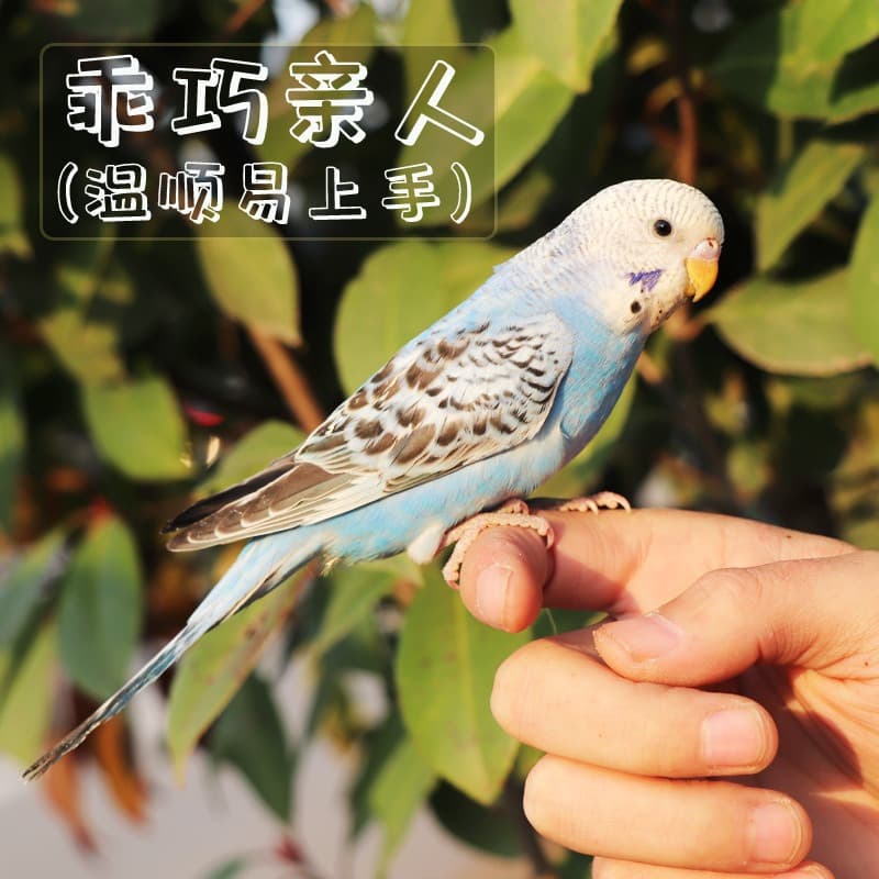 Parrot Living Bird Live Tiger Parrot Bird Living Birds Learn Bird Living Bird Pets Small and Small Parrot 2