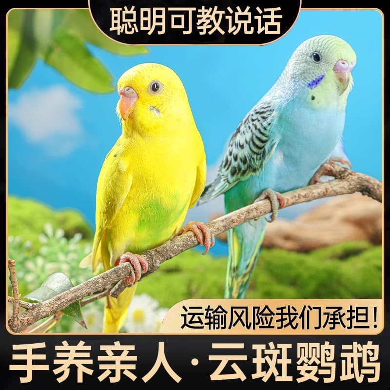Parrot Living Bird Tiger Parrot Bird Birds Learn Birds Hand -raising Pets Small Parrot, One Mother 2