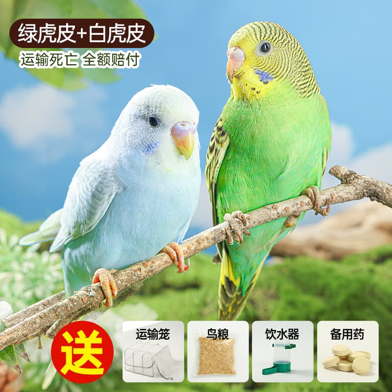 Parrot Living Bird Tiger Parrot Bird Birds Learn Birds Hand -raising Pets Small Parrot, One Mother 3