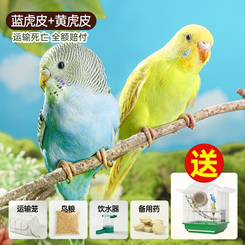 Parrot Living Bird Tiger Parrot Bird Birds Learn Birds Hand -raising Pets Small Parrot, One Mother 4