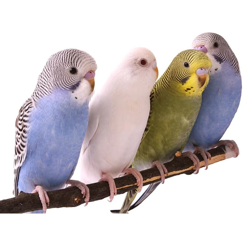 Parrot Living Bird Tiger Parrot Bird Birds Learn Birds Hand -raising Pets Small Parrot, One Mother 5